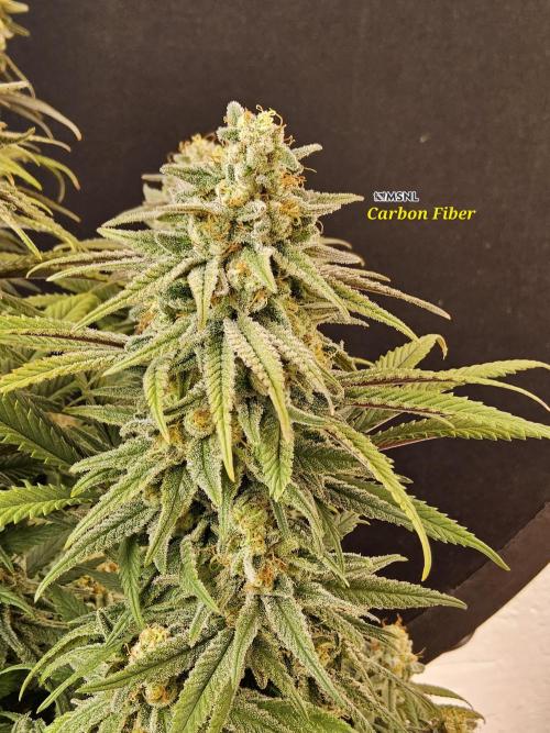 MSNL Fiber. Week 16
