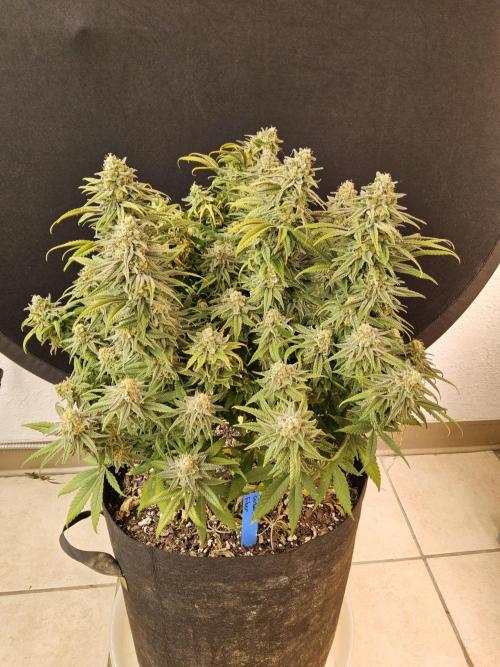 MSNL Fiber. Week 16