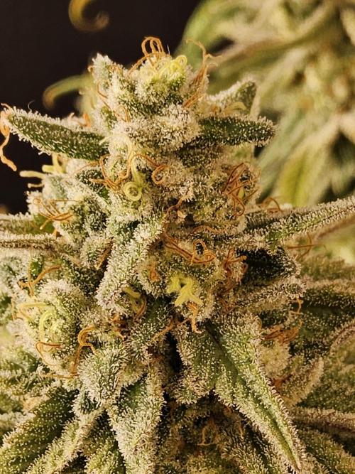 MSNL Fiber. Week 16