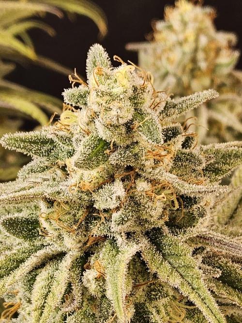 MSNL Fiber. Week 16