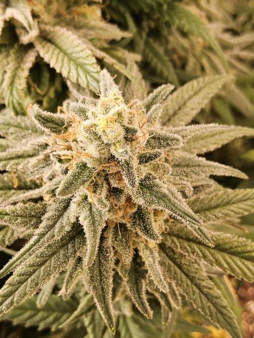 MSNL Fiber. Week 16