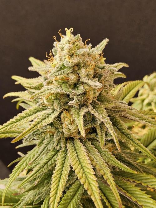MSNL Fiber. Week 16