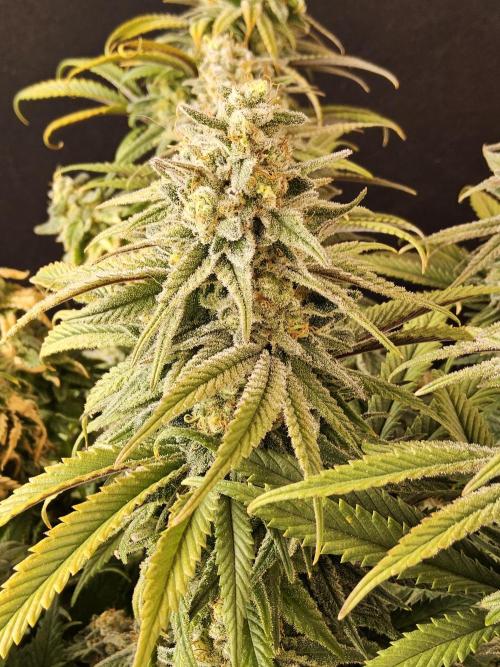MSNL Fiber. Week 16