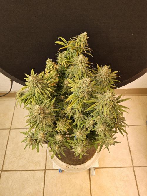 MSNL Fiber. Week 16
