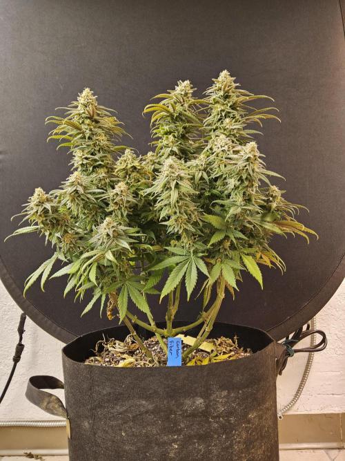 MSNL Fiber. Week 16