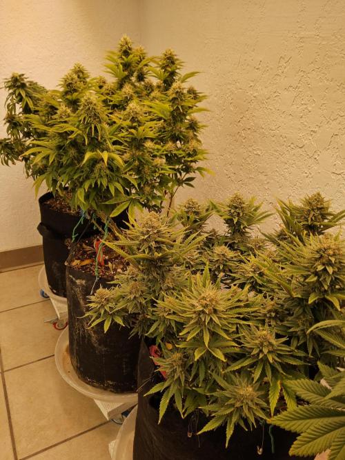 MSNL Fiber. Week 16
