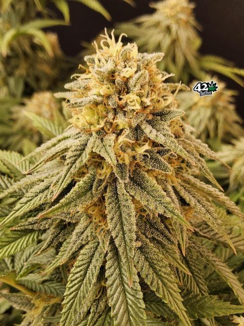 Fast Mystery. Week 16