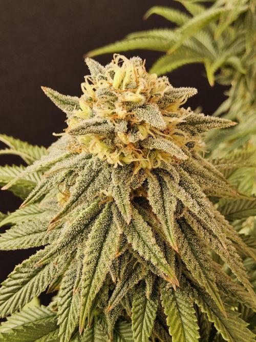 Fast Mystery. Week 16