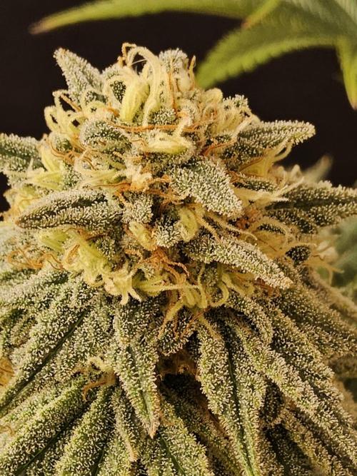 Fast Mystery. Week 16