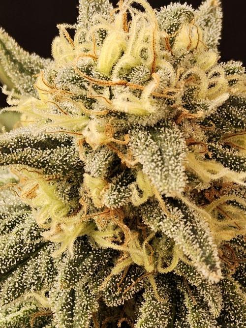 Fast Mystery. Week 16