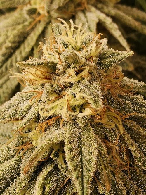 Fast Mystery. Week 16