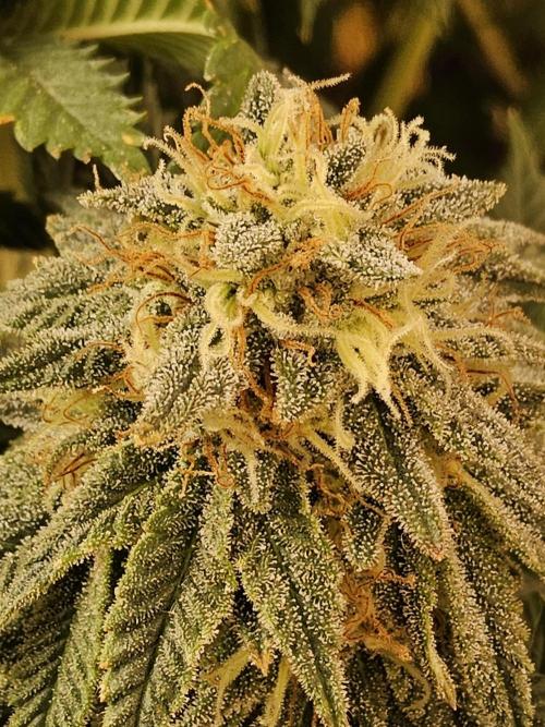 Fast Mystery. Week 16