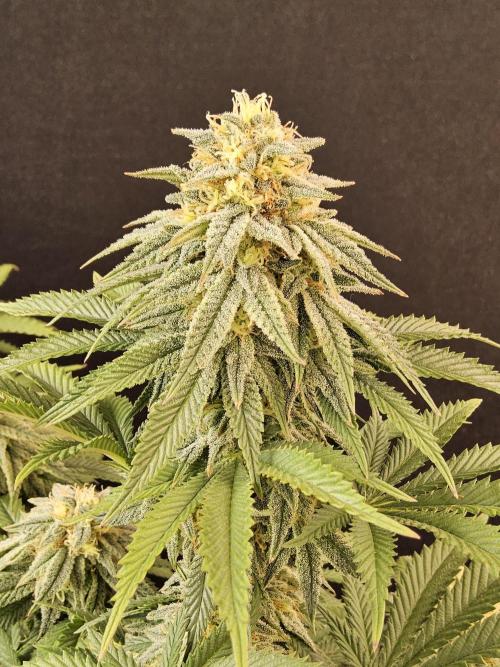Fast Mystery. Week 16