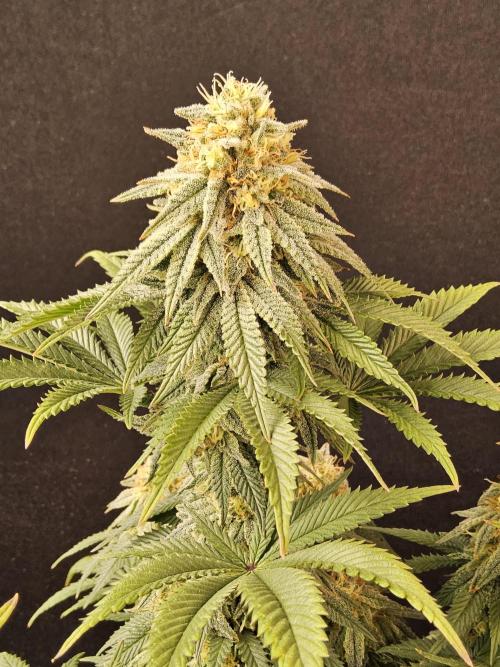 Fast Mystery. Week 16