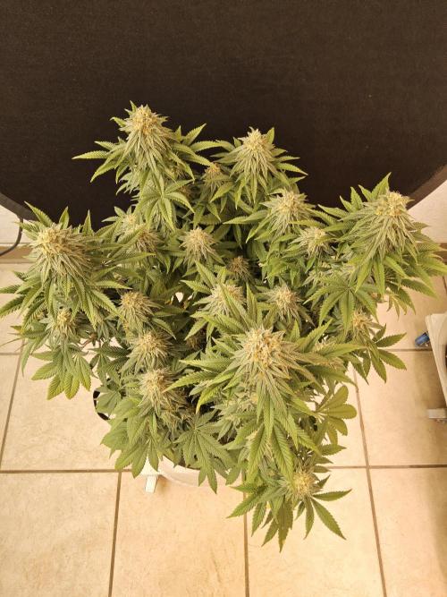 Fast Mystery. Week 16