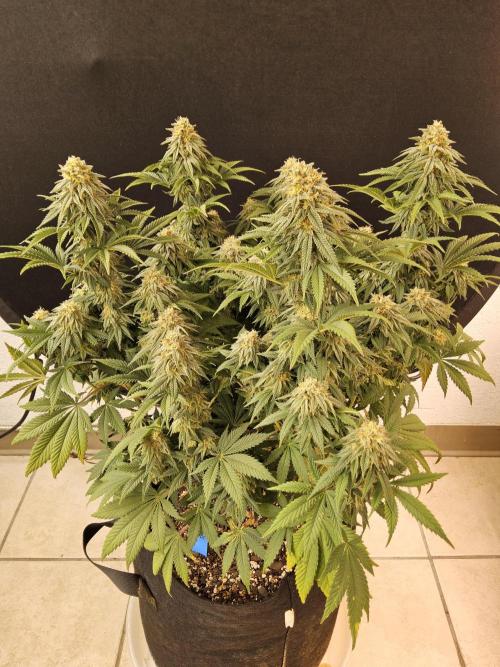 Fast Mystery. Week 16