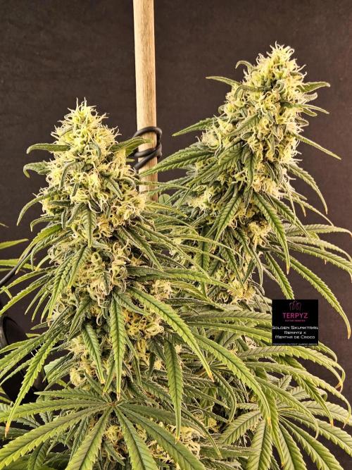 Freaky Skunk. Week 16