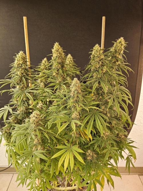 Freaky Skunk. Week 16