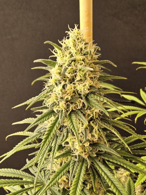 Freaky Skunk. Week 16