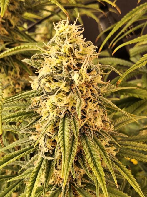 Freaky Skunk. Week 16