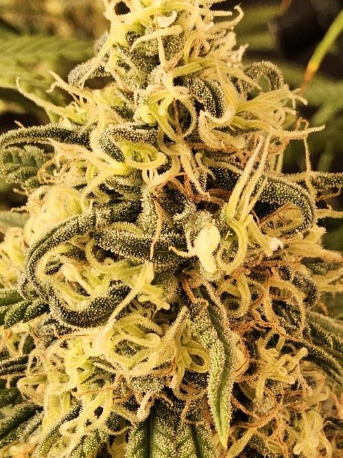 Freaky Skunk. Week 16