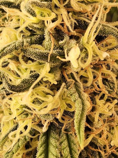 Freaky Skunk. Week 16
