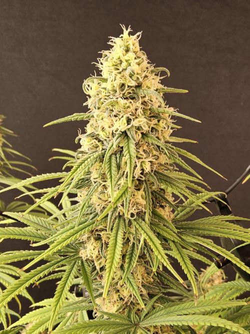 Freaky Skunk. Week 16