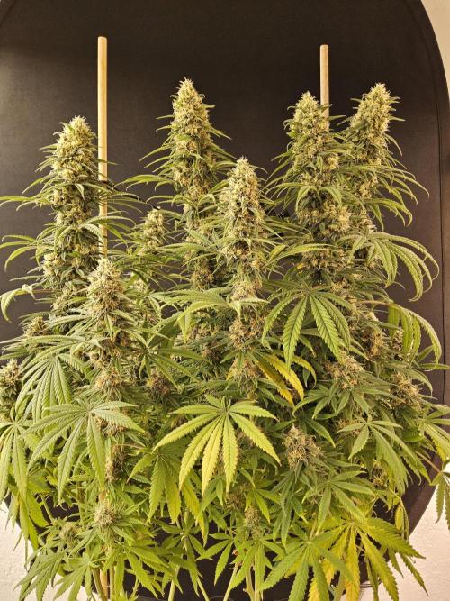 Freaky Skunk. Week 16