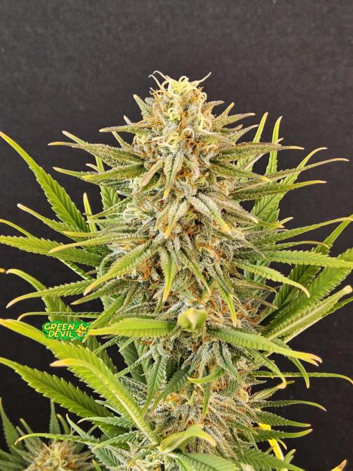 Mafia Devil. Week 16