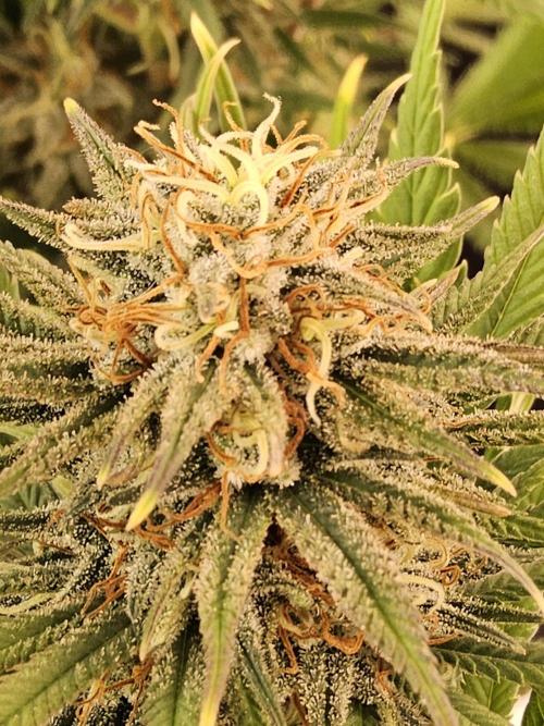 Mafia Devil. Week 16