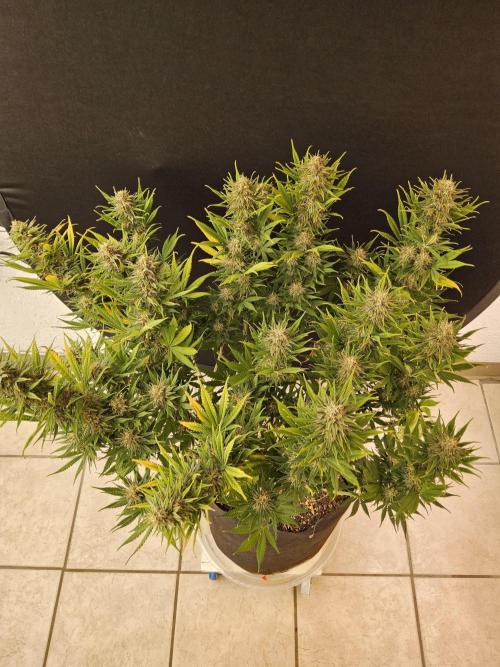 Mafia Devil. Week 16