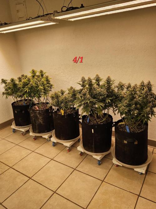 Pure Skunk Go Fast. Week 15