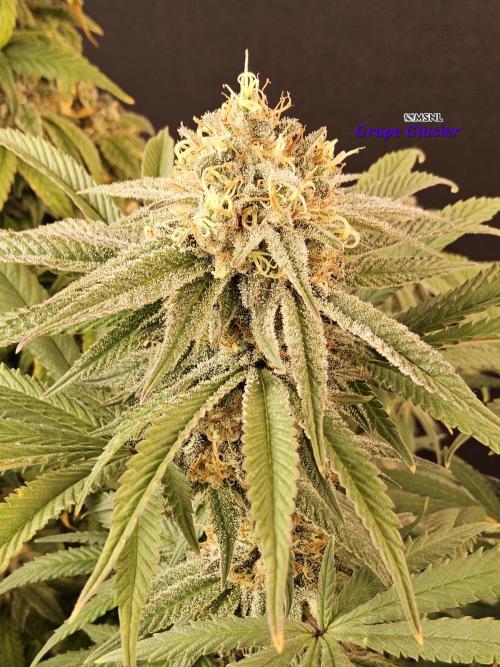Grape Glacier. Week 15