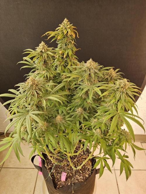 Grape Glacier. Week 15