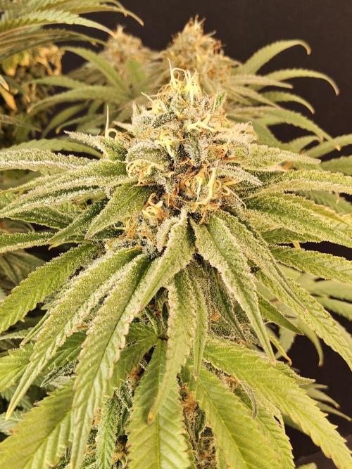 Grape Glacier. Week 15