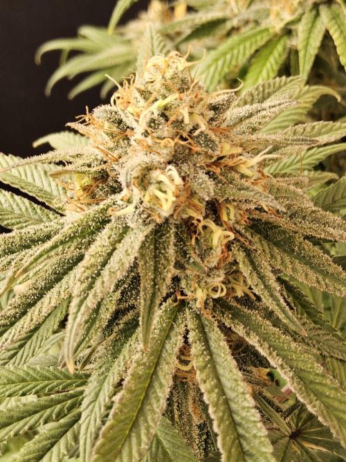 Grape Glacier. Week 15