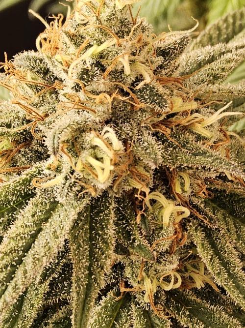 Grape Glacier. Week 15