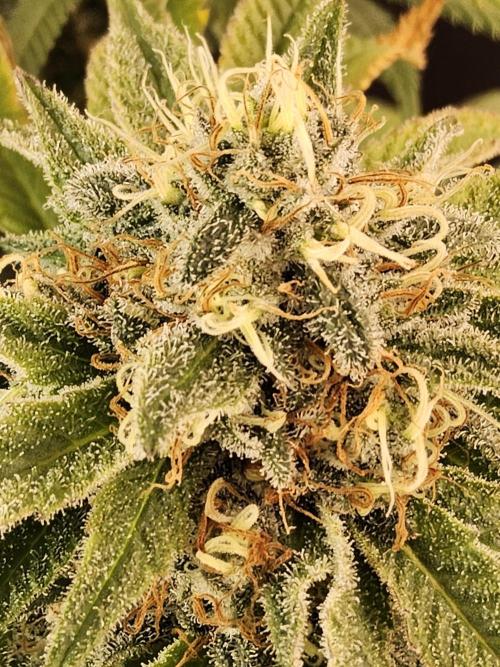 Grape Glacier. Week 15