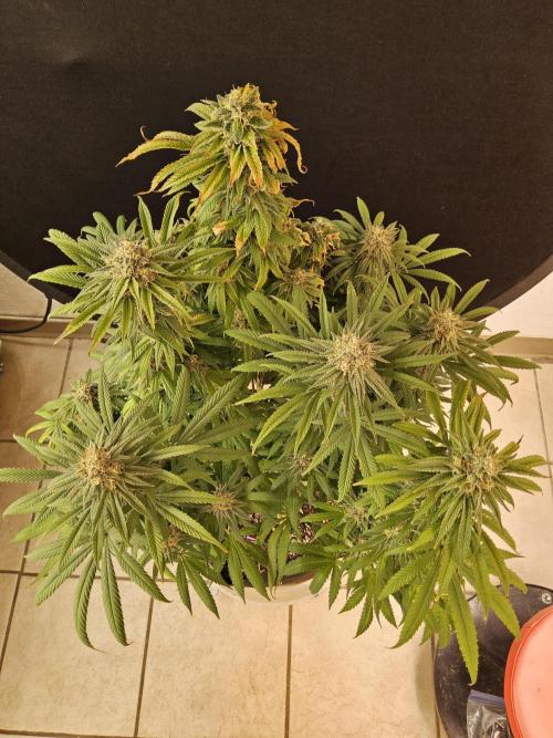 Grape Glacier. Week 15