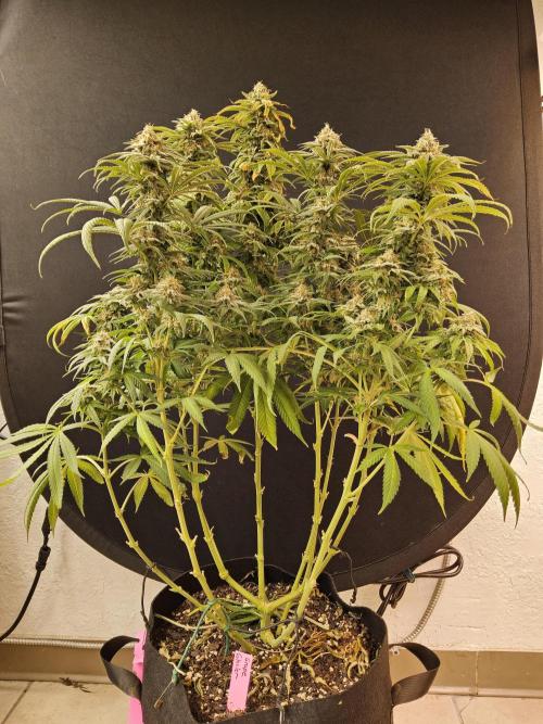 Grape Glacier. Week 15