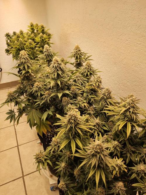 Grape Glacier. Week 15
