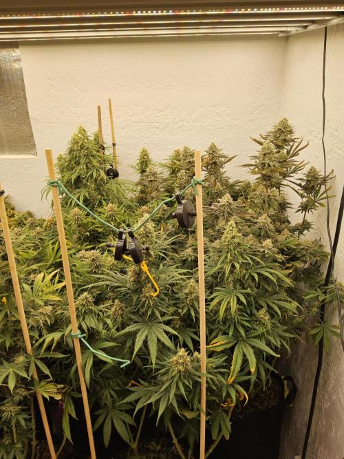 Grape Glacier. Week 15