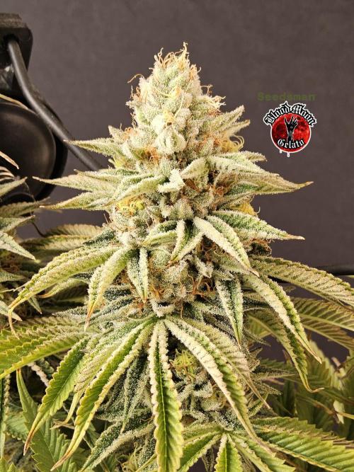 Seedsman Blood. Week 16