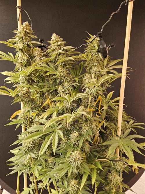 Seedsman Blood. Week 16