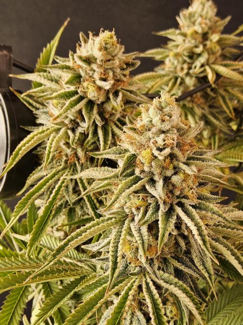 Seedsman Blood. Week 16