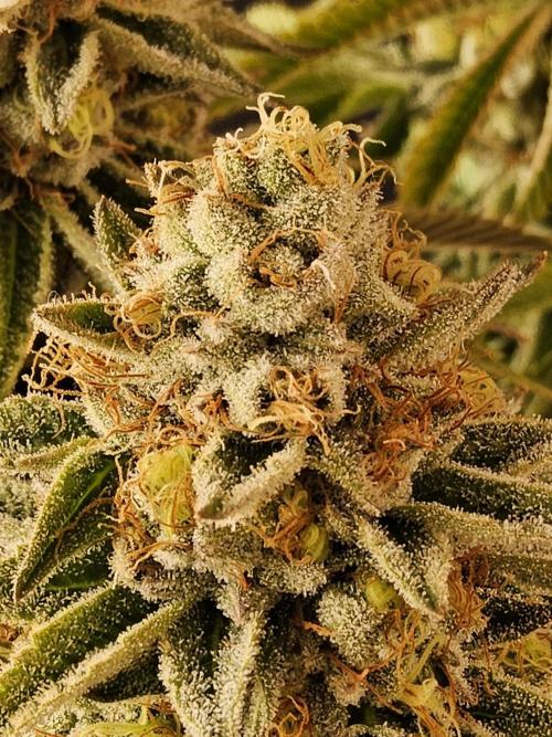Seedsman Blood. Week 16