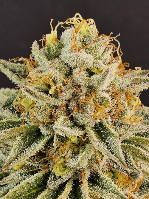 Seedsman Blood. Week 16