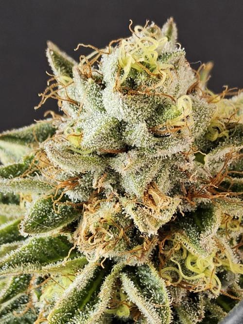 Seedsman Blood. Week 16