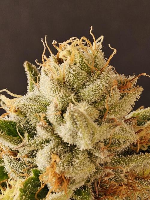 Seedsman Blood. Week 16