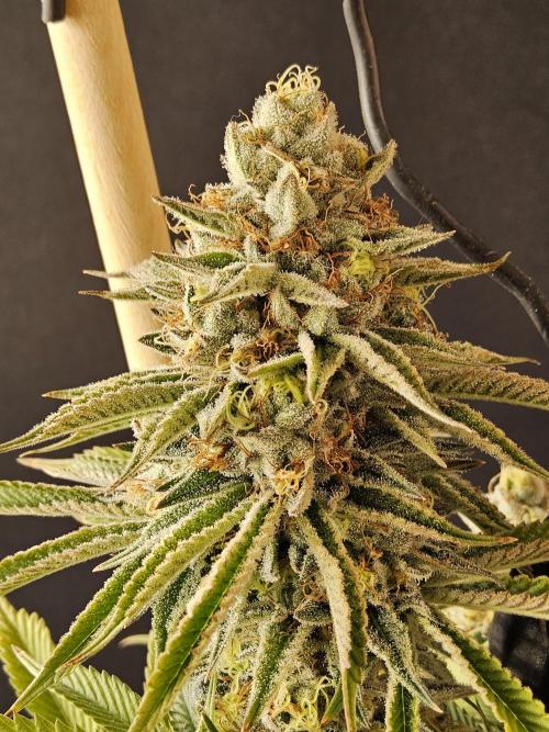 Seedsman Blood. Week 16